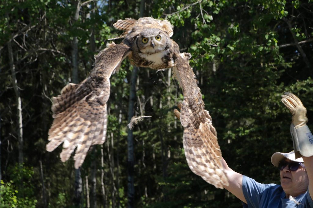 Owl at JJ Collett Natural Area