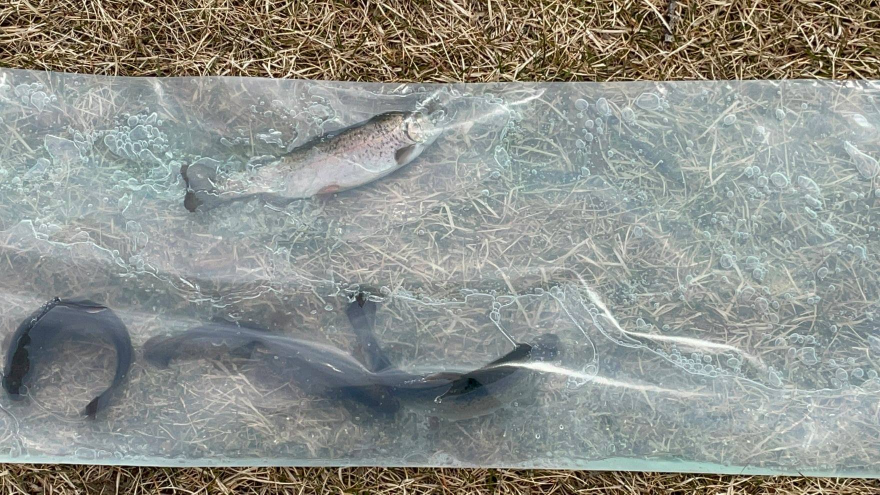 Tees Trout pond